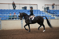 2019 Morgan Horse Show - Sept 01, 2019 - 04013