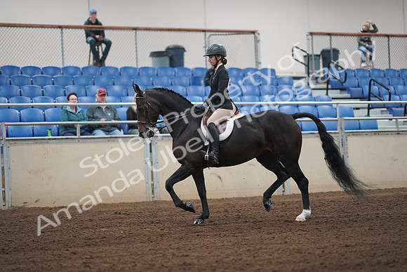 2019 Morgan Horse Show - Sept 01, 2019 - 04013