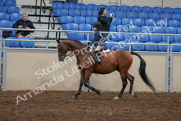 2020 - AB Morgan Horse - Sun, Sept 06 - 07692
