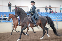 2019 Morgan Horse Show - Aug 31, 2019 - 08481