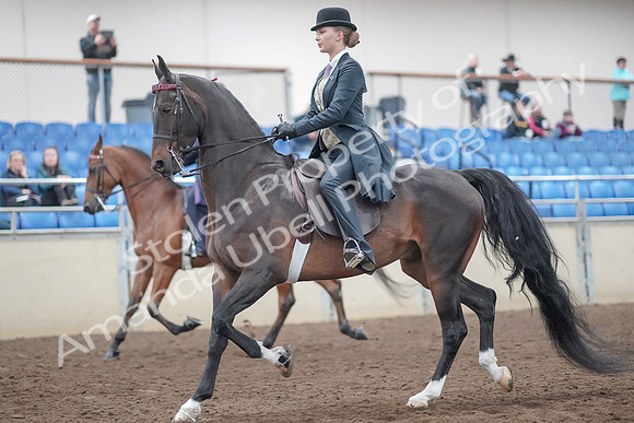 2019 Morgan Horse Show - Aug 31, 2019 - 08481