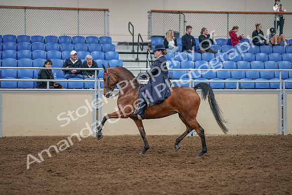2020 - AB Morgan Horse - Sat, Sept 05 - 09711