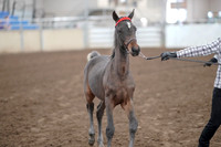 2019 Morgan Horse Show - Aug 31, 2019 - 00068