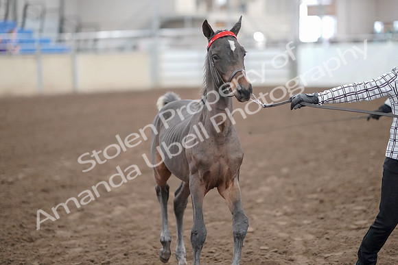 2019 Morgan Horse Show - Aug 31, 2019 - 00068