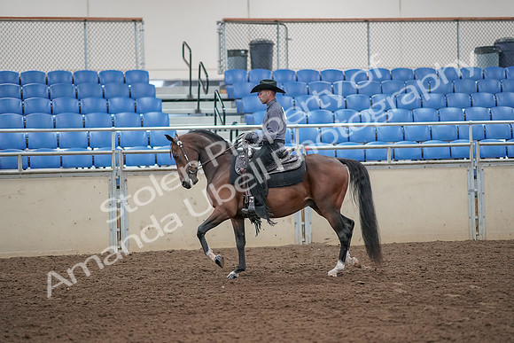 2019 Morgan Horse Show - Aug 31, 2019 - 06037