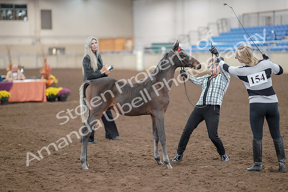 2019 Morgan Horse Show - Aug 30, 2019 - 24893