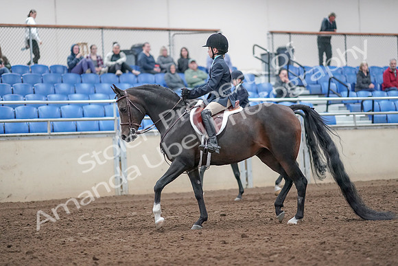 2019 Morgan Horse Show - Aug 31, 2019 - 19392