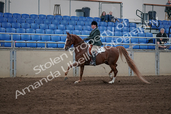 2019 Morgan Horse Show - Sept 01, 2019 - 12263