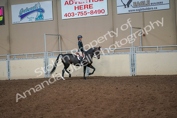 2019 Morgan Horse Show - Aug 30, 2019 - 12341