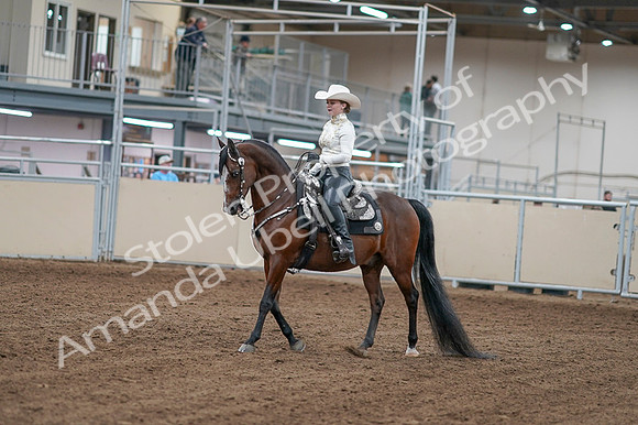 2020 - AB Morgan Horse - Fri, Sept 04 - 08238