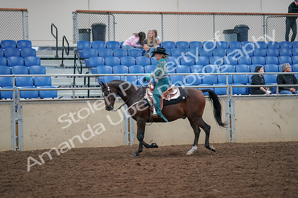 2019 Morgan Horse Show - Aug 30, 2019 - 16711