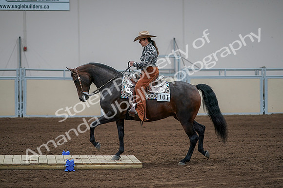 2020 - AB Morgan Horse - Fri, Sept 04 - 00066