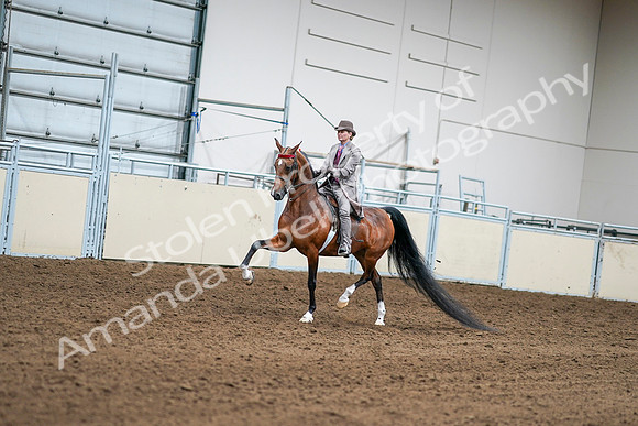 2020 - AB Morgan Horse - Sat, Sept 05 - 12072