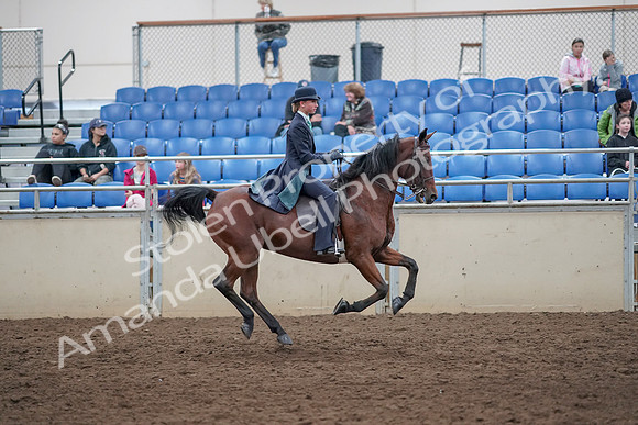 2019 Morgan Horse Show - Aug 31, 2019 - 09706