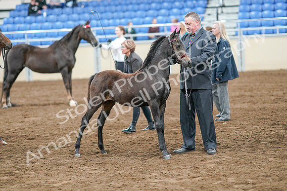 2020 - AB Morgan Horse - Sat, Sept 05 - 00683