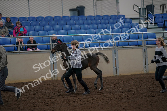 2019 Morgan Horse Show - Aug 30, 2019 - 24704