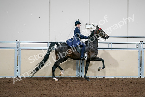2020 - AB Morgan Horse - Sat, Sept 05 - 06324