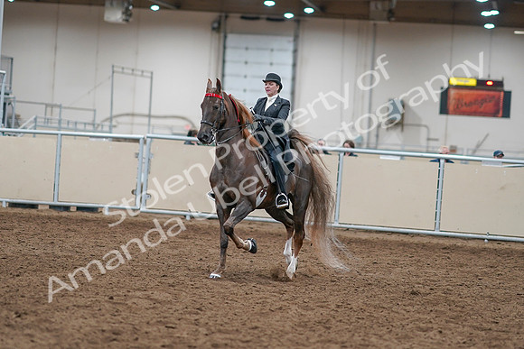 2020 - AB Morgan Horse - Sat, Sept 05 - 12929
