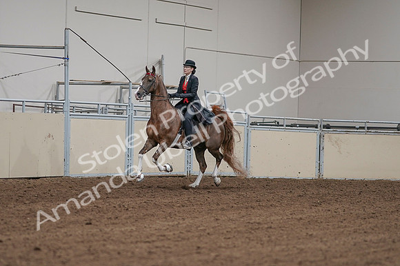 2020 - AB Morgan Horse - Fri, Sept 04 - 09700