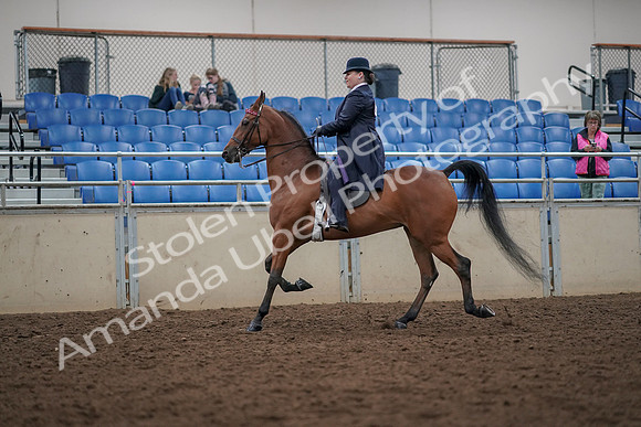 2019 Morgan Horse Show - Aug 30, 2019 - 28356