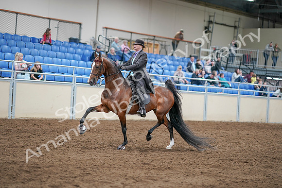 2020 - AB Morgan Horse - Sat, Sept 05 - 12916