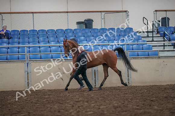 2019 Morgan Horse Show - Aug 31, 2019 - 03595