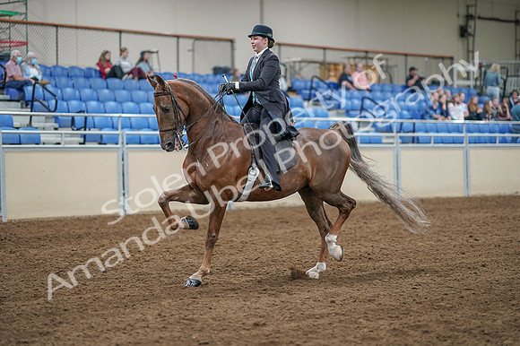 2020 - AB Morgan Horse - Fri, Sept 04 - 11090
