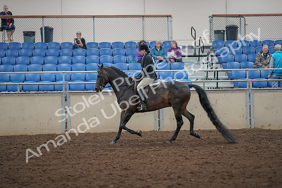 2019 Morgan Horse Show - Aug 30, 2019 - 27193