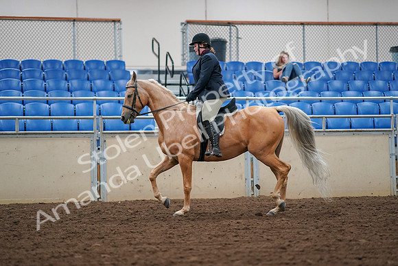 2019 Morgan Horse Show - Aug 30, 2019 - 16231