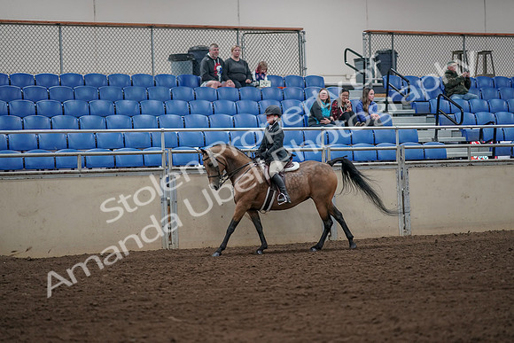 2019 Morgan Horse Show - Aug 31, 2019 - 05010