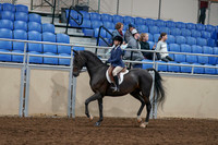 2020 - AB Morgan Horse - Sun, Sept 06 - 07668