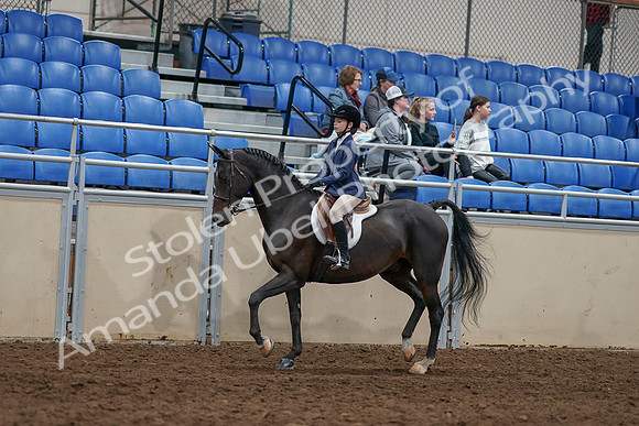 2020 - AB Morgan Horse - Sun, Sept 06 - 07668