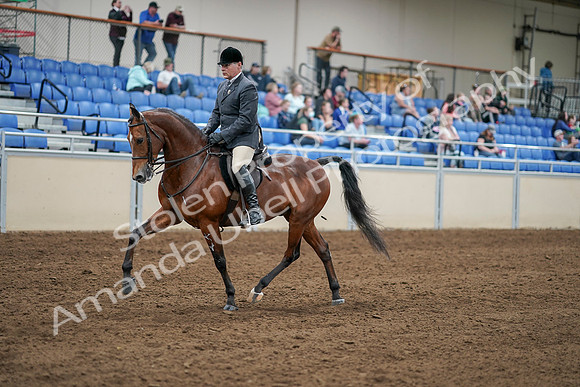2020 - AB Morgan Horse - Sat, Sept 05 - 06868