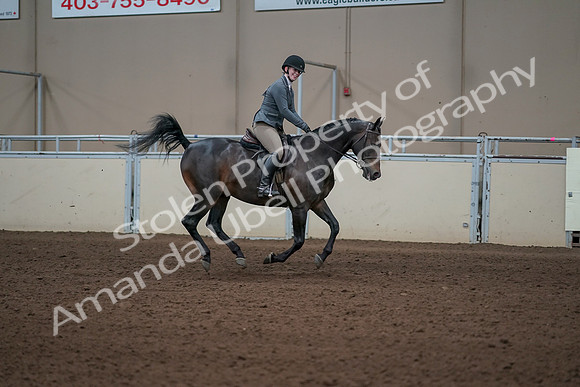 2019 Morgan Horse Show - Sept 01, 2019 - 11118