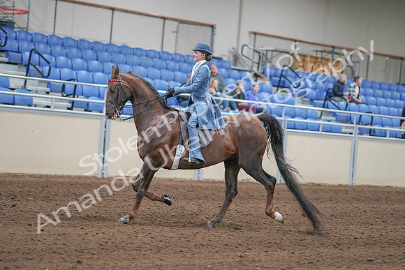 2020 - AB Morgan Horse - Sun, Sept 06 - 00020