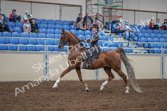 2020 - AB Morgan Horse - Fri, Sept 04 - 11192