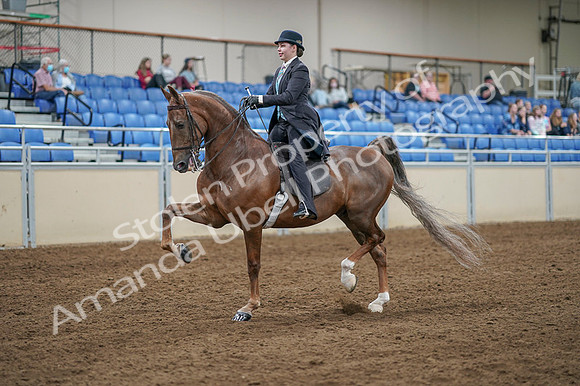 2020 - AB Morgan Horse - Fri, Sept 04 - 11091