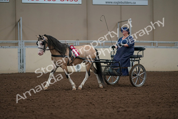 2019 Morgan Horse Show - Aug 31, 2019 - 04607