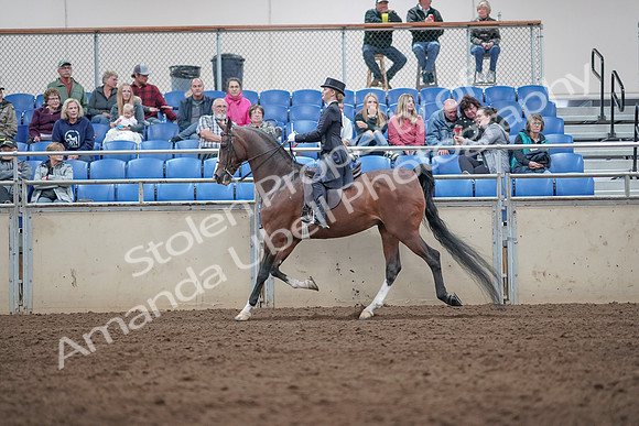 2019 Morgan Horse Show - Aug 31, 2019 - 20498