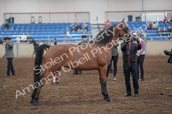 2019 Morgan Horse Show - Aug 31, 2019 - 03710