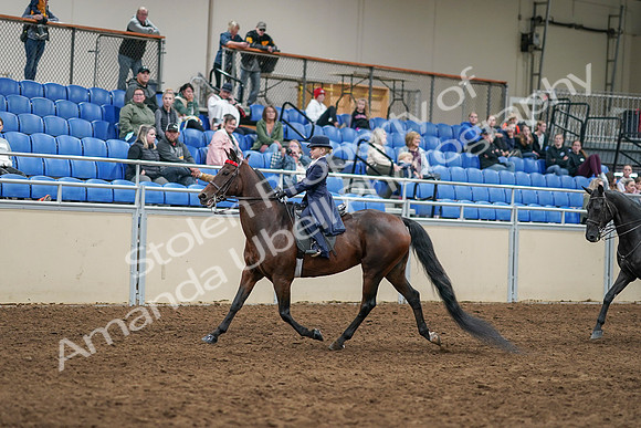 2020 - AB Morgan Horse - Sun, Sept 06 - 07917