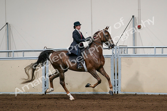 2020 - AB Morgan Horse - Sat, Sept 05 - 06380
