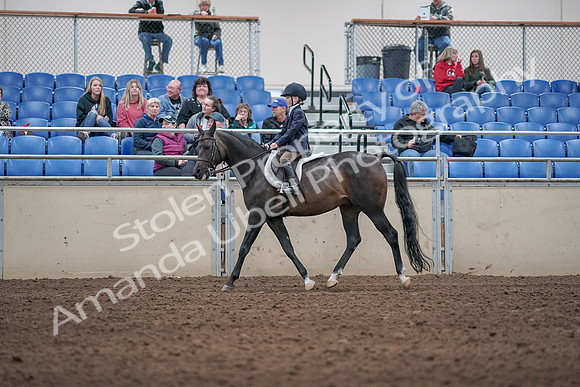 2019 Morgan Horse Show - Aug 31, 2019 - 19513