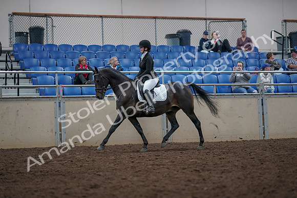 2019 Morgan Horse Show - Aug 31, 2019 - 16536
