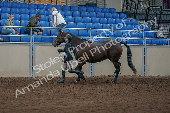 2020 - AB Morgan Horse - Fri, Sept 04 - 00737