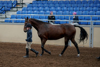 2020 - AB Morgan Horse - Fri, Sept 04 - 00998