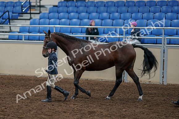 2020 - AB Morgan Horse - Fri, Sept 04 - 00998