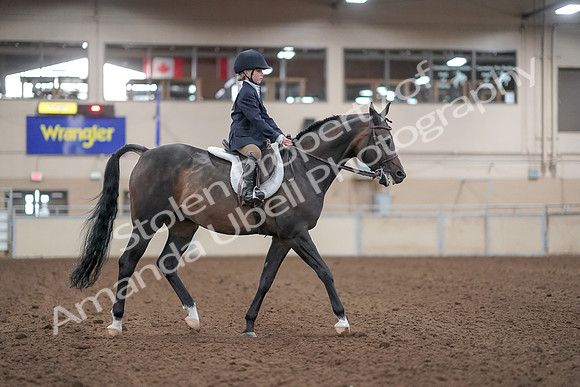 2019 Morgan Horse Show - Aug 31, 2019 - 19565