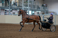 2020 - AB Morgan Horse - Fri, Sept 04 - 01041