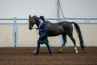 2020 - AB Morgan Horse - Fri, Sept 04 - 00683